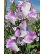 RD 50+ Sir Jimmy Shand Sweet Pea Seeds for Garden Planting  - $5.15