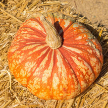 One Too Many Pumpkin 25+  Seeds for Garden Planting - £10.62 GBP