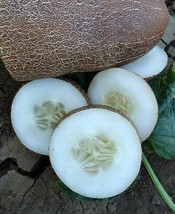 10 Pcs Brown Russian Cucumber Seeds #MNHG - £9.77 GBP