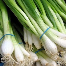 USA Southport White Globe Bunching Onion Allium Cepa Vegetable 500 Seeds - £8.64 GBP