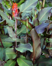 5 Pc Seeds Edible Red Canna Lily Plant, Canna indica Red Seeds for Planting | RK - £15.10 GBP
