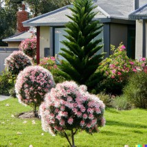 50 Pink Melaleuca Tea Tree Oil Seed Showy Honey Myrtle Shrub Pom Pom Flowers Bus - $11.00