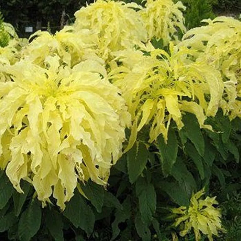100 Seeds Amaranthus- Yellow - £7.07 GBP