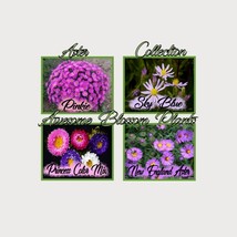 Fresh USA Seller Pick A 4 Pack Of Aster Seed - $19.98