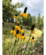 3000 Clasping Coneflower Rudbeckia Amplexicaulis Bulk Seeds - $11.75