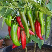  Anaheim Chili Pepper Non - Gmo Fresh Garden Harvest 50 Seeds - £3.34 GBP