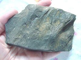 F-356d) fossil Fern in slate matrix specimen St Clair Pennsylvania plant... - $18.99