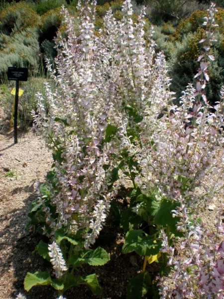 Clary Sage 100 Pure ,No Fillers Seeds Salvia Sclarea Non Gmo Herb Fresh Garden - £7.82 GBP