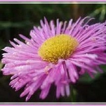 50 Erigeron Pink Jewel Flea Repellent Perennial Flower Seeds New Fresh U... - €4,14 EUR