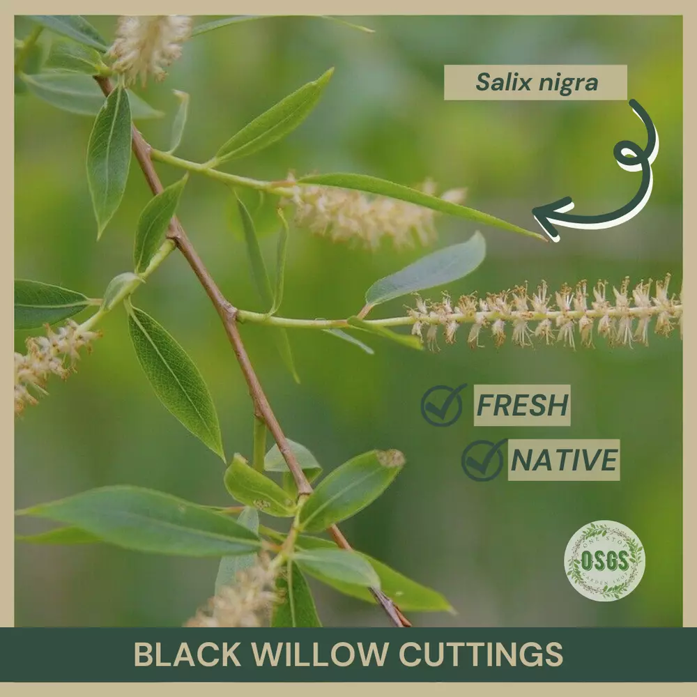 18&quot;&quot; Lot of 5 Black Willow Cuttings Salix nigra FRESH Native - $28.66