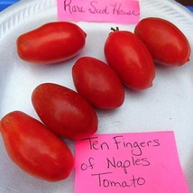 Ten Finger Of Naples Tomato Seeds Gardening Easy Grow Usa Shipping - $9.97