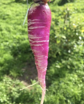 China Rose Radish Seeds | Heirloom | Vegetable | Microgreen FRESH - £8.45 GBP