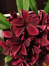 5 Deep Red Plumeria Seeds Plants Flower Flowers Perennial Seed 522 Garden USA SE - £8.85 GBP