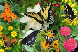 FA Store $12.00-Quick &amp; Butterfly Kit Growing Seed Blooms Spring To Fall - £19.18 GBP