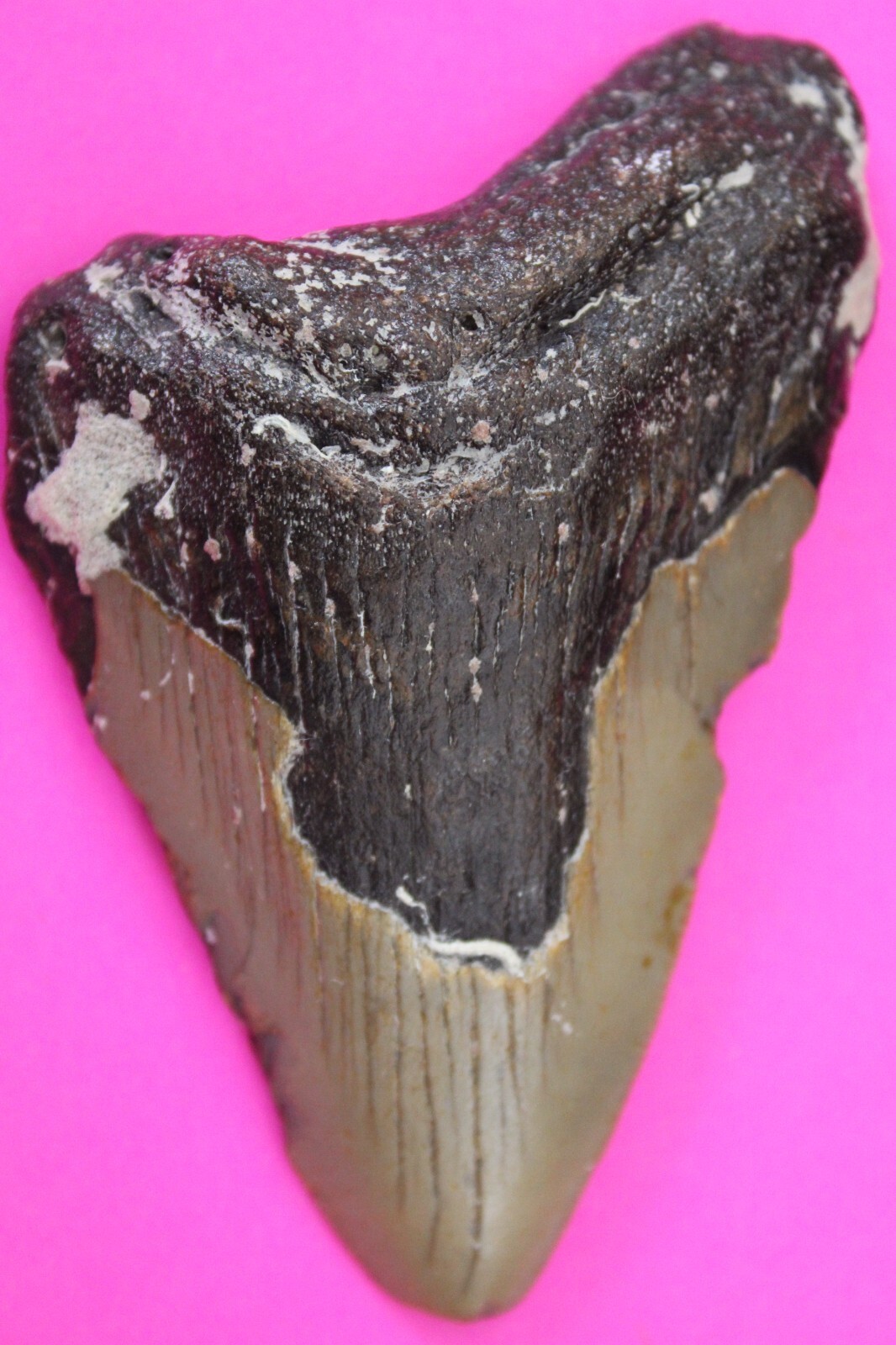 Authentic Megadolon Shark Tooth 3.3 Inches 61 Grams Fossil Dino Girl COA... - $99.99