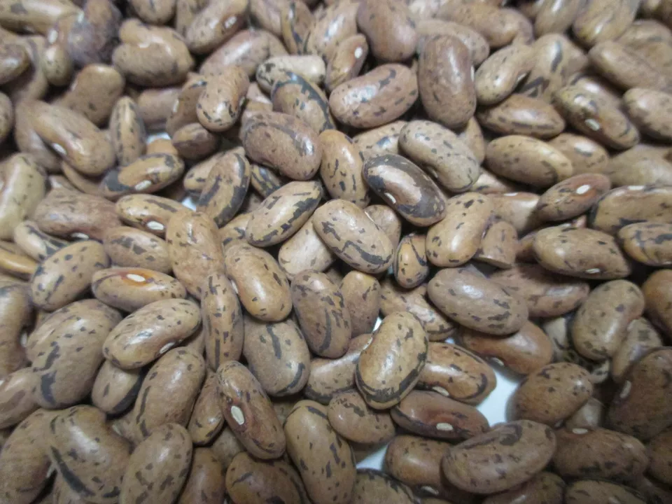 RATTLE SNAKE POLE BEAN SEEDS 1.2oz 100 + SEEDS GREEN BEANS 2024 - $185.45 MXN