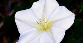 FREE SHIPPING Ipomoea alba Tropical White Morning Glory Giant White Moon Vine 5  - £14.38 GBP