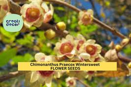 Wintersweet Tree Seeds – Chimonanthus praecox – 10 Seeds for Planting, F... - $5.85+