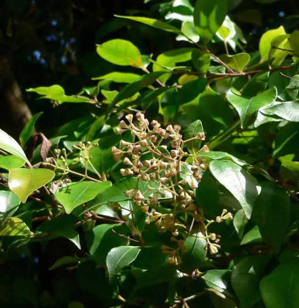 Syzygium Smithii Lilly Pilly Monkey Apple Acmena Eugenia 10 Seeds Garden - £19.22 GBP