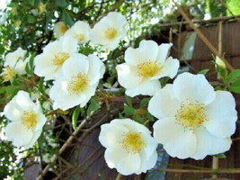 10 White Japanese Rose Rosa Rugosa Alba Bush Shrub Flower Seeds Ping Fre... - $14.90