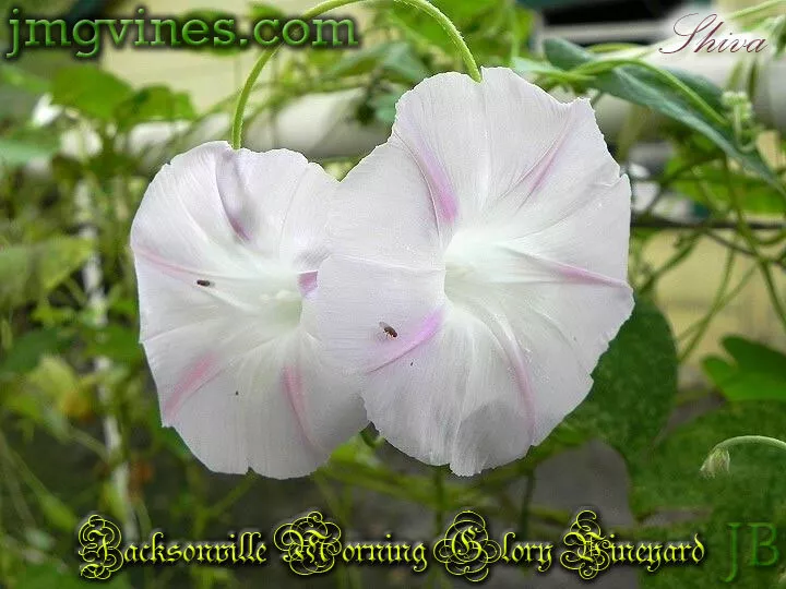 Shiva Ipomoea Purpurea Morning Glory 6 Qty - $14.76