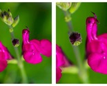 50 Seeds Salvia microphylla Neon &#39;Hot Lips&#39; Garden - £27.85 GBP