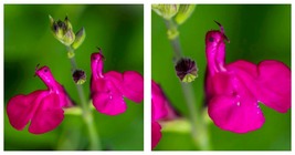 50 Seeds Salvia microphylla Neon &#39;Hot Lips&#39; Garden - £27.88 GBP