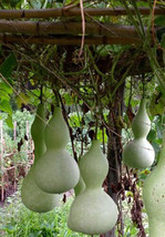 10+ seeds Bottle Gourd Birdhouse Craft Calabash AsianBuddha Squash Vegetable USA - £10.70 GBP