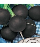 One Gram Organic Black Spanish Radish Seeds Fast US Shipping - $22.90 CAD