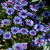 Blue Daisy Seeds Felicia The Blues Flower Seeds  Flower 50Ct Fast Ship USA Selle - $8.50