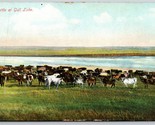 Bestiame Presso Gabbiano Lago Saskatchewan Canada Unp Non Usato DB Carto... - $20.43