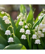 10 Pips Lily of the Valley, Convallaria majalis, Fragrant, Elegant, Time... - €16,41 EUR