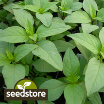 BEST  Lime Basil Seeds 500 Seeds Heirloom - Non-Gmo 1 - £3.23 GBP