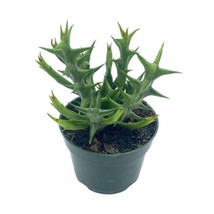 Orbea Stapelia Dummeri, 4 inch Rare Flowering Huernia, Pachycymbium - £21.96 GBP