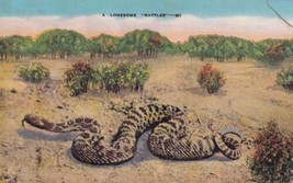 Rattlesnake Lonesome Rattler Postcard C20 - £2.36 GBP
