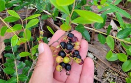 LWSTORE Small Black Blueberry 15 Seeds Vaccinium Tenellum Edible Florida Native  - $9.42