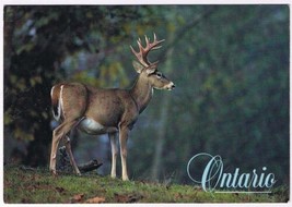 Postcard Ontario White Tailed Deer 4 1/2&quot; x 6 1/2&quot; - £3.10 GBP