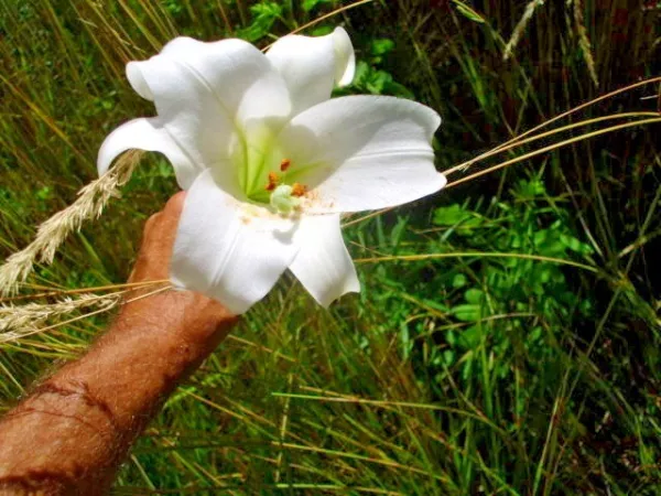 25 White Formosa Lily Seeds Lilium Formosanum Giant 6 7 Foot Tall Fresh Seeds - £7.10 GBP