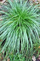 30 Cherokee Sedge Grass Seeds Carex Cherokeensis Fresh New Seeds - $8.83 CAD