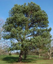 VP 3 Pine Trees Live Plants Evergreen Loblolly Pinus Taeda 1 Ft. Seedlings Sapli - £29.68 GBP