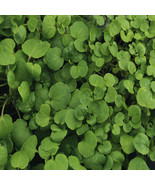 CLK Watercress Cress Seeds 2,000 Seeds Heirloom Non-GMO 1157 - $6.24 CAD
