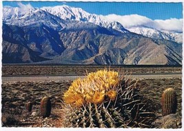 Postcard Springtime Contrast On The Desert Flower Giant Barrel Cactus - £3.11 GBP