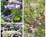 Sale 5 Seeds Beach Plum Prunus Maritima Native Edible Fruit Shrub Bush W... - £7.73 GBP