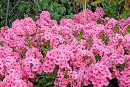 Thjar 100 Pink Drummond Phlox Phlox Drummondii Flower Seeds - £4.03 GBP