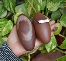 Rare Shiva Lingam Stone Shiva Lingam Sacred Stone Lord Shiva Lingam Stone~I-175 - £48.35 GBP