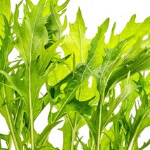 USA Seller Mizuna Lime Streaks Mustard Salad Greens Garden Fast Shipping - $17.96