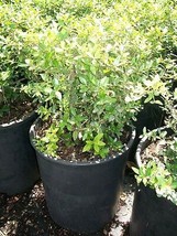 Dwarf Yaupon Holly Big Healthy 3 Gal. Plant Large Easy to Grow Landscape Plants - £61.10 GBP