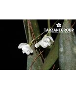 PLEUROTHALLIS MIRABILIS SMALL ORCHID MOUNTED - $39.00