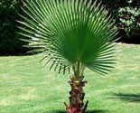 California Fan Palm Tree 50 Seeds (Washingtonia Filifera) Free Shipping - £7.10 GBP