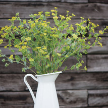 Green Gold Bupleurum Seeds, Green Gold Bupleurum Flower Seeds  - £10.17 GBP